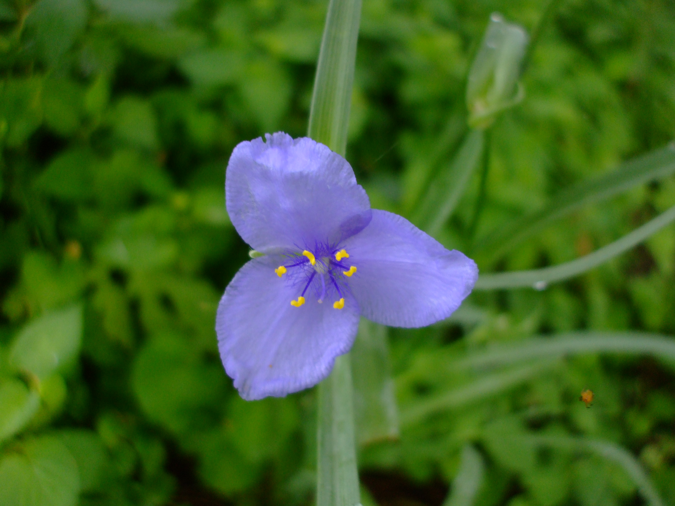 Tradescantia occidentalis